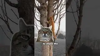 Этот рыжий кот гонится за птицей #шорты