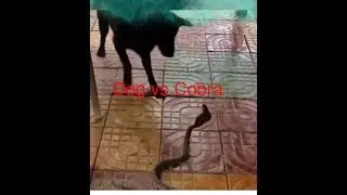 Black dog vs Cobra Snake
