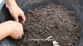 Sustainable Gardening: How to Build an Eco-Friendly Greenhouse at Home!