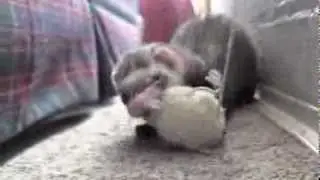 Ferrets are gorgeous