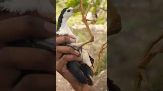 Bird rescue ( white breasted waterhen)#wetlandbirds #wetland  #birds #nature #wildlife