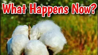Record Cotton Prices, But No Cotton To Pick?