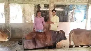 একটি গরু দিয়ে দশটি গরুর মালিক হয়েছেন একজন খামারি