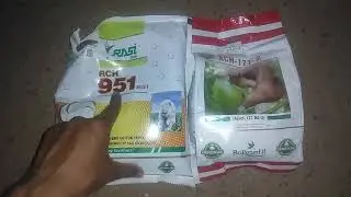 rasi 951 cotton seeds vs ajeet 177 cotton seeds