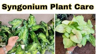Syngonium Plant Care | Low Maintenance Indoor Plants | Best Indoor Plants | Syngonium Plant