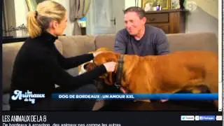 Dogue de Bordeaux Les animaux de la 8
