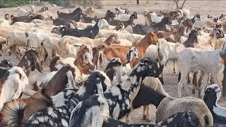 Goats and Sheep Grazing Together | Traditional Village Farming #petzimo