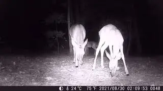 Cain cam 210830 Deer