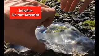 Picking Up Jellyfish With Bare Hands