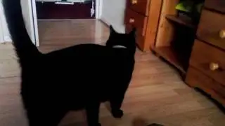 FELIX IS EAT THE CAT FOOD DAY 633 FALL - LOG - MAS