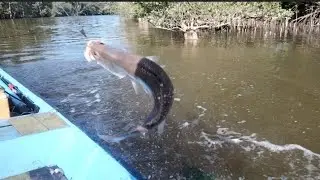 Mancing barramundi di sungai Berau muara batumbuk