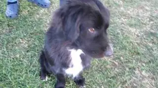 Hands (and paws) Down, the Sweetest Aussie/Spaniel (A261185) at Pasadena Humane