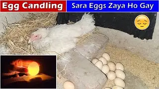 Egg Candling | Super Simple Way To Candling Eggs Using Mobile Phone | FN Loft