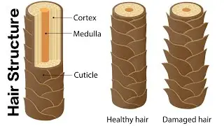 Understanding Hair Structure: The Science Behind Hair Color & Treatments ( Lecture 1 )