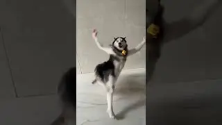 Husky dance daily 💃🏻🕺🏻#huskydance#oldtiktokvideo #comedy #india #basiljoseph