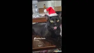 This Santa Cat + Carol of the Bells = PURE CHRISTMAS MAGIC 😍🐱🎄Watch till end! #youtubeshorts #cat #i