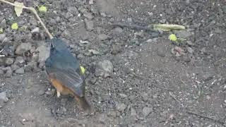 Black Redstart.18 12 25  S   Old Dh Rd a 1