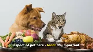 Furry Friends Face-Off: Cats vs Dogs