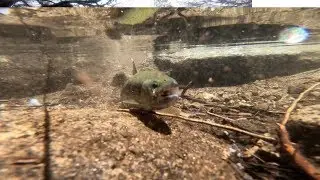 How To Fish Panther Martin [ Inline Spinners ] Fishing For Trout