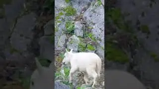 Mountain Goats 🐐  Nature&rsquo;s Agile Climbers ⛰️