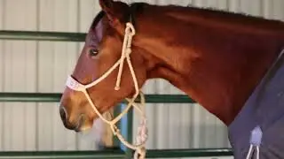 Motivational Barrel racing mindset