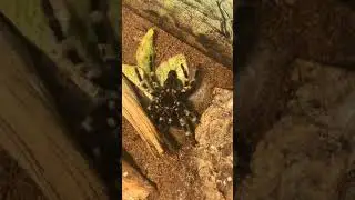 Tarantula molting timelapse