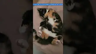 Chichi sleeping compilation
