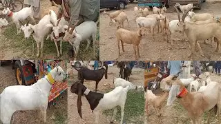 Goat breeds in Sindh