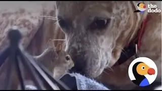 Squirrel is Best Friends with Dog | The Dodo