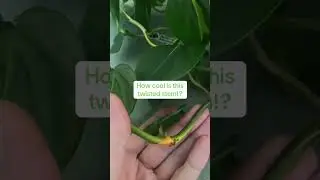 Trying to find my plant people on this corner of the internet🫶🏻 #plants #houseplants #philodendron