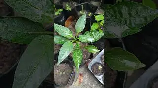 My Terrace Baby Plants 🌱 | Amar Chader Chotto Gach 💚