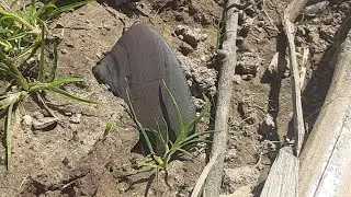 Artifact & Arrowhead Hunting Indiana ( BANNER STONE & NOTCHED AXE )