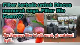 Alasan Utama Kenapa Filter Bio Foam Untuk Discus Paling Juara