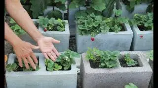 How to grow strawberries in cinder block.