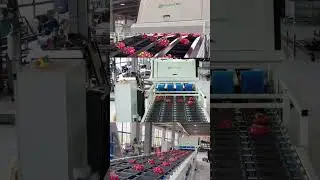 dragon fruit optical sorting grading machine fruit vision sorting line fresh product processing