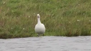 Ross's Goose   -  Crossens Marsh  -  Lancashire - October 2025