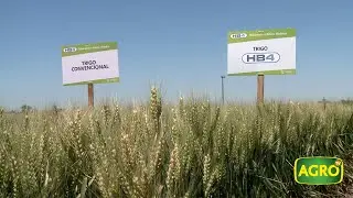 El evento del año: Bioceres presentó el trigo HB4 tolerante a sequía (#799 2018-11-24)