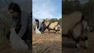 Goat Harassment
