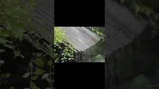 Heavy rain with relaxation music | Pacifying Nature | @Soothing Relaxation #shorts