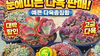 1/23)실물보면 반합니다! 한정다육공개