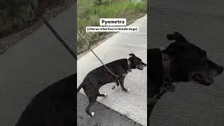 What it costs to treat pyometra (uterus infection) in female dogs 🐶