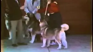 April 13? 1984 Egyptian Kennel Club - Alaskan Malamutes