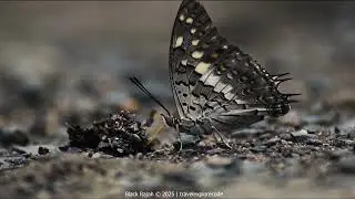 Black Rajah Charaxes solon Butterfly Puddling on Forest Ground