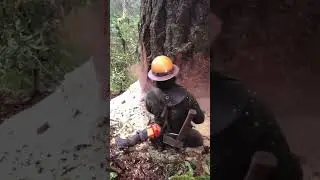 Expert Tree Felling | Precision, Skill & Control  #wood #woodskills #precisiontreefelling