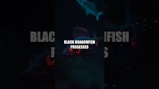 The Bioluminescent Brilliance of the Black Dragonfish
