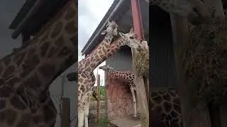 Lunchtime with the Giraffes ❤️ #Giraffes #wmsp #safaripark #animals #wildlifesafari #giraffe