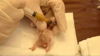 African Grey Parrot 3Days Old