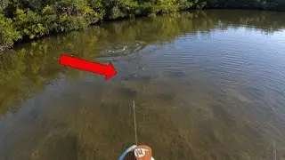 Sight Fishing SHALLOW Redfish