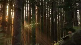 BBC Nordic - Forest ident