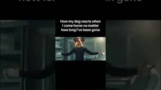 Она просто расстроена, что я не взял ее с собой 😭🐶 #шорты #английскийбульдог #собака #мемыпроссоб...